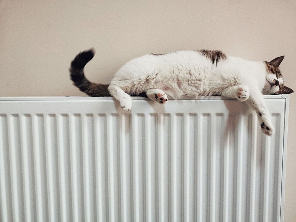 Binnenaanzicht woonkamer radiator vooraanzicht met liggende kat op witte paneelradiator