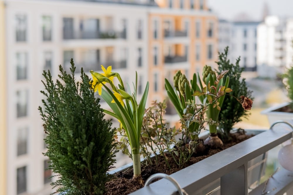 Balkonpflanzkasten mit Narzissen und Efeu im Vordergrund vor moderner Mehrfamilienhausfassade