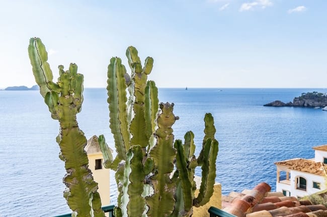 Terrassenbalkon mit Kakteen und Meerblick - Wohnung in Cala Fornells zu verkaufen: Großes Apartment mit 180º Meerblick und 60 m2 Terrasse.