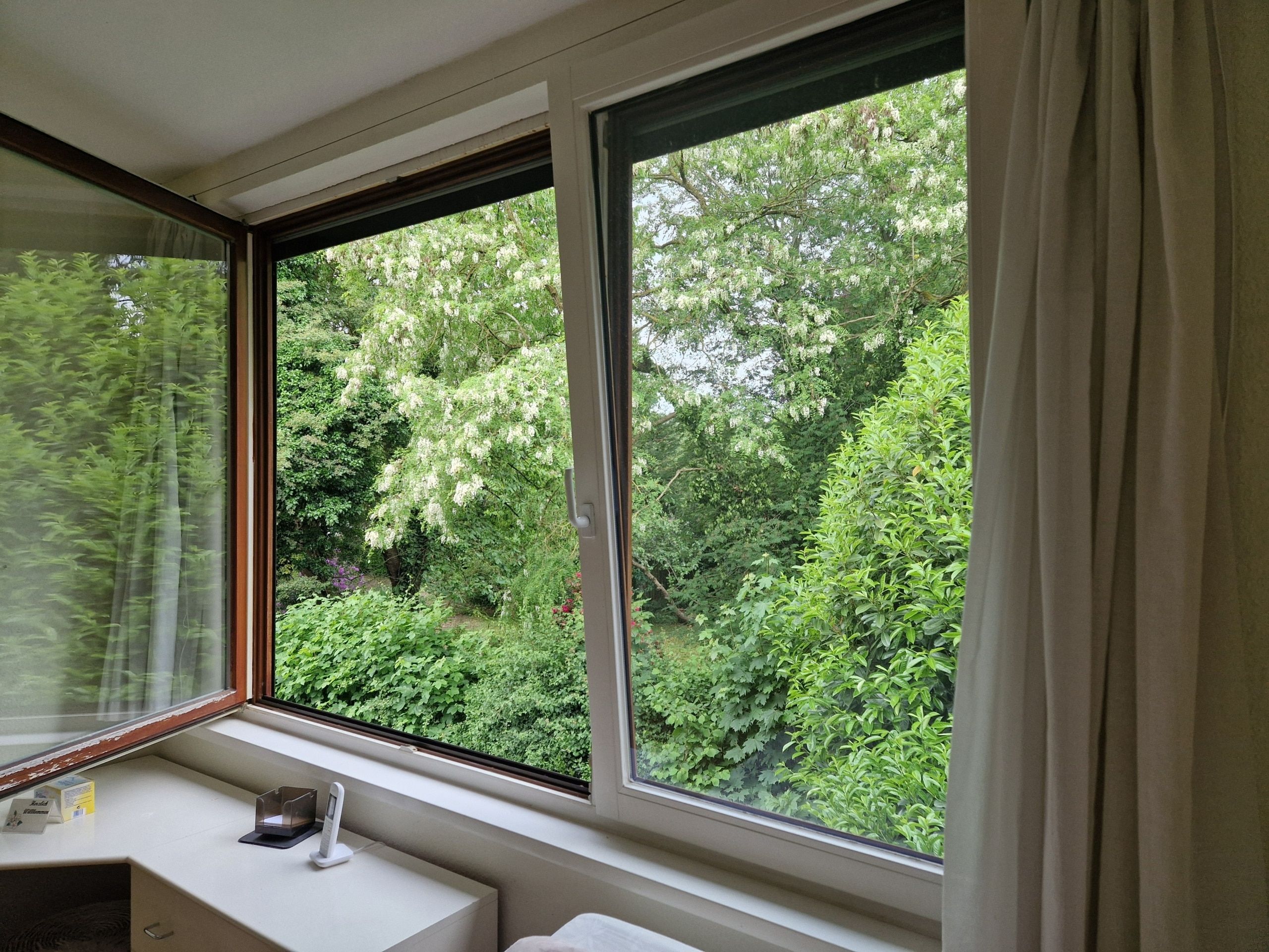 Geöffneter Eckfenster mit hellem Rahmen und Vorhang und Ausblick auf dichtes Blattgrün und blühenden Baum