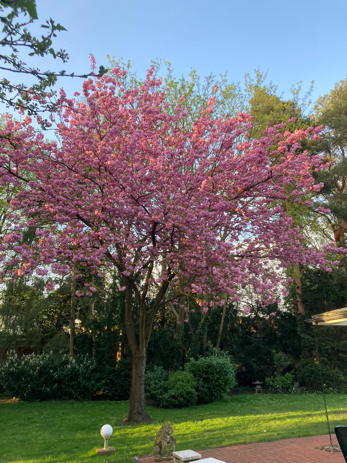 Gartenansicht mit blühendem rosa Kirschbaum im Vorgarten, Rasenfläche, Terrasse mit Steinfigur und Hintergrundhecke