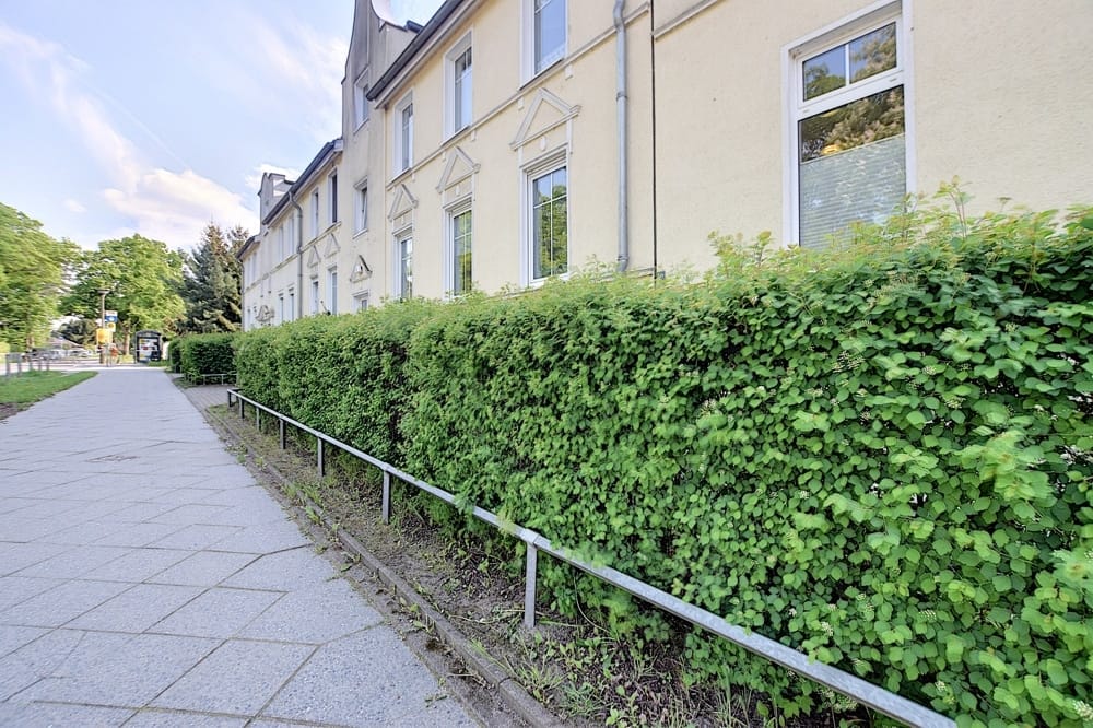 Reihenhauszeile mit gelber Putzfassade und dichten Vorgartenhecken entlang des Gehwegs in Frontalansicht