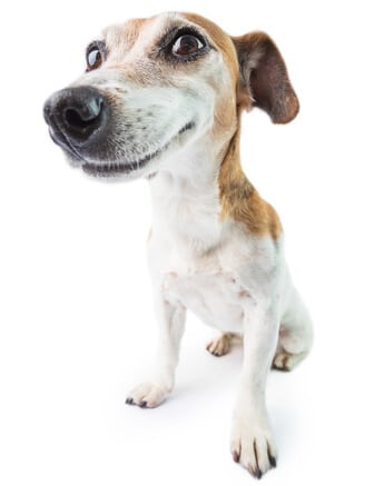 chien de petite race blanc-brun au regard curieux vu de la perspective basse de la caméra