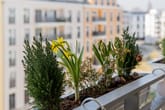 Balkonpflanzkasten mit Narzissen und Efeu im Vordergrund vor moderner Mehrfamilienhausfassade